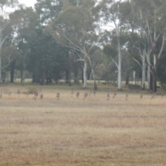 Macropus giganteus at Watson, ACT - 6 Jul 2016