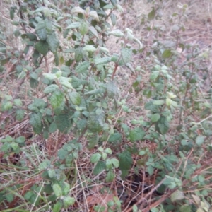 Cistus salviifolius at Watson, ACT - 6 Jul 2016 03:30 PM