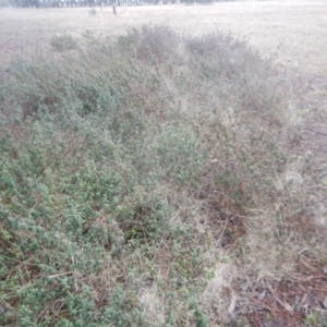 Cistus salviifolius at Watson, ACT - 6 Jul 2016 03:30 PM