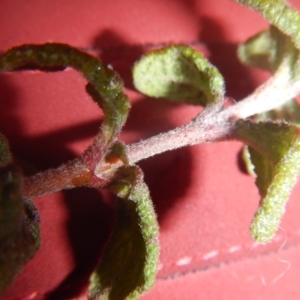 Cistus salviifolius at Watson, ACT - 6 Jul 2016 03:30 PM