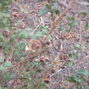 Cistus salviifolius at Watson, ACT - 6 Jul 2016 03:30 PM