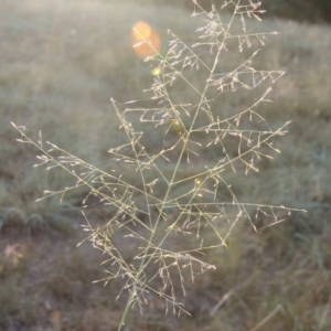 Eragrostis curvula at Yarralumla, ACT - 9 Mar 2016 07:20 PM