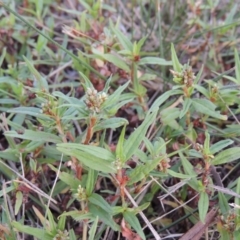 Persicaria prostrata (Creeping Knotweed) at Yarralumla, ACT - 9 Mar 2016 by michaelb