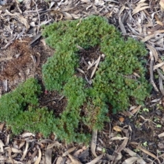 Styphelia humifusum at Canberra Central, ACT - 7 Jul 2016 12:00 AM