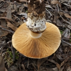 Cortinarius sp. at O'Connor, ACT - 7 Jul 2016