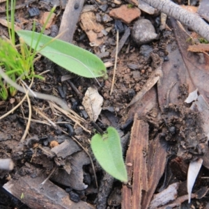 Glossodia major at Canberra Central, ACT - 7 Jul 2016