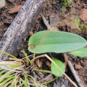 Glossodia major at Canberra Central, ACT - 7 Jul 2016