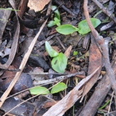 Chiloglottis sp. (A Bird/Wasp Orchid) at Canberra Central, ACT - 7 Jul 2016 by petersan