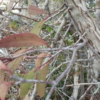 Muellerina eucalyptoides (Creeping Mistletoe) at Isaacs Ridge - 3 Jul 2016 by Mike