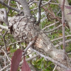 Muellerina eucalyptoides at Isaacs, ACT - 4 Jul 2016