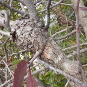 Muellerina eucalyptoides at Isaacs, ACT - 4 Jul 2016