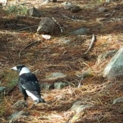 Gymnorhina tibicen (Australian Magpie) at Isaacs Ridge and Nearby - 6 Jul 2016 by Mike