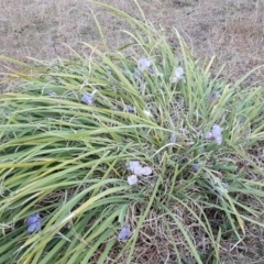 Iris unguicularis (Algerian Winter Iris) at Isaacs Ridge and Nearby - 7 Jul 2016 by Mike