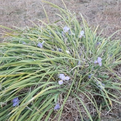 Iris unguicularis (Algerian Winter Iris) at Isaacs Ridge - 7 Jul 2016 by Mike