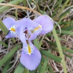 Iris unguicularis at Isaacs Ridge - 7 Jul 2016