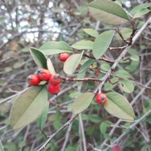 Cotoneaster pannosus at Isaacs Ridge - 7 Jul 2016 12:00 AM