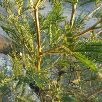 Acacia decurrens (Green Wattle) at Isaacs Ridge and Nearby - 6 Jul 2016 by Mike