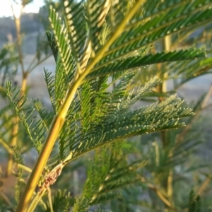 Acacia decurrens at Jerrabomberra, ACT - 7 Jul 2016