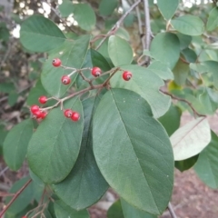 Cotoneaster glaucophyllus (Cotoneaster) at Jerrabomberra, ACT - 6 Jul 2016 by Mike