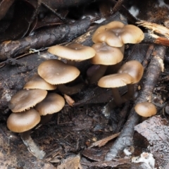 Mycena sp. (Mycena) at Namadgi National Park - 8 Jun 2016 by KenT