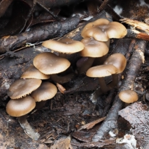 Mycena sp. at Paddys River, ACT - 8 Jun 2016