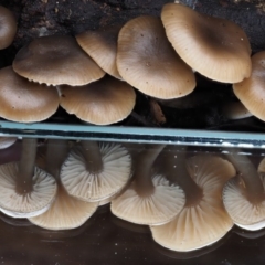 Mycena sp. at Paddys River, ACT - 8 Jun 2016 12:20 PM