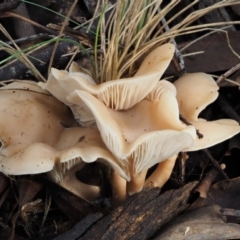 Clitocybe s. l. at Paddys River, ACT - 8 Jun 2016 by KenT