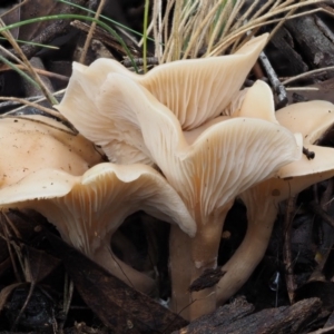 Clitocybe s. l. at Paddys River, ACT - 8 Jun 2016 02:13 PM