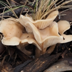 Clitocybe s. l. at Paddys River, ACT - 8 Jun 2016 02:13 PM