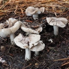 Tricholoma terreum (Grey Knight or Dirty Tricholoma) at Gibraltar Pines - 8 Jun 2016 by KenT