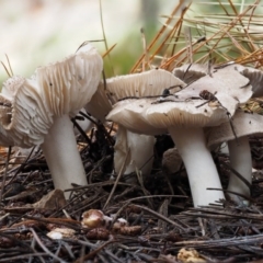 Tricholoma terreum at Paddys River, ACT - 8 Jun 2016 11:18 AM