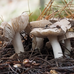 Tricholoma terreum at Paddys River, ACT - 8 Jun 2016 11:18 AM