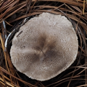 Tricholoma terreum at Paddys River, ACT - 8 Jun 2016 11:18 AM