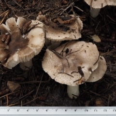 Tricholoma terreum at Paddys River, ACT - 8 Jun 2016