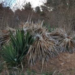 Yucca aloifolia (Spanish Bayonet) at Jerrabomberra, ACT - 7 Jul 2016 by Mike