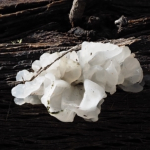 Tremella fuciformis at Paddys River, ACT - 8 Jun 2016