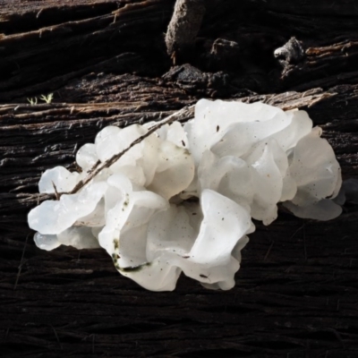 Tremella fuciformis (Snow Fungus) at Paddys River, ACT - 8 Jun 2016 by KenT