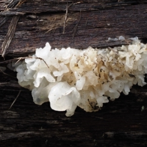 Tremella fuciformis at Paddys River, ACT - 8 Jun 2016