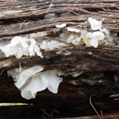 Tremella fuciformis at Paddys River, ACT - 8 Jun 2016