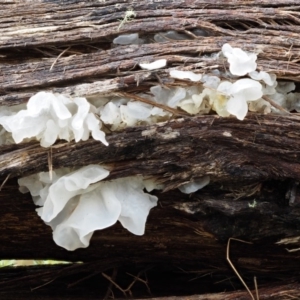 Tremella fuciformis at Paddys River, ACT - 8 Jun 2016