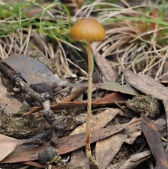 Stropharia sp. (Stropharia) at Namadgi National Park - 8 Jun 2016 by KenT