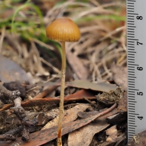 Stropharia sp. at Paddys River, ACT - 8 Jun 2016