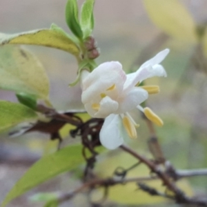 Lonicera fragrantissima at Isaacs Ridge - 7 Jul 2016