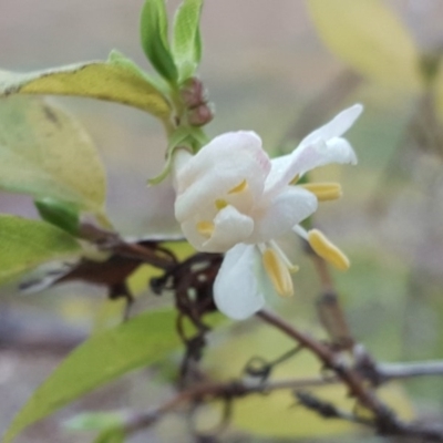 Lonicera fragrantissima (Winter Honeysuckle) at Isaacs Ridge and Nearby - 7 Jul 2016 by Mike