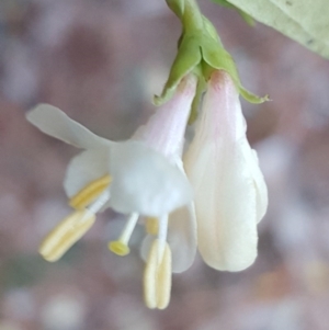 Lonicera fragrantissima at Isaacs Ridge - 7 Jul 2016 04:36 PM