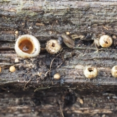 Nidula sp. (A bird's nest fungus) at Paddys River, ACT - 8 Jun 2016 by KenT