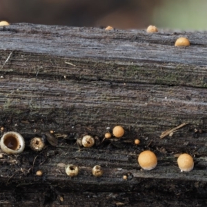 Nidula sp. at Paddys River, ACT - 8 Jun 2016