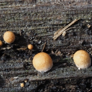 Nidula sp. at Paddys River, ACT - 8 Jun 2016 10:35 AM