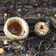 Nidula sp. at Paddys River, ACT - 8 Jun 2016