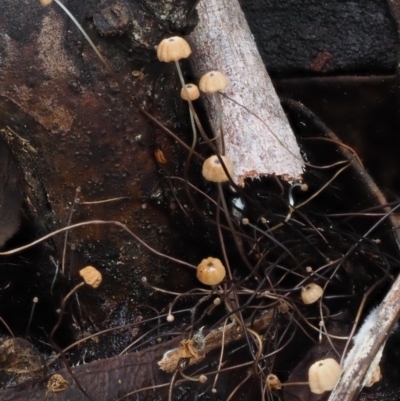 Marasmius crinisequi (Horse-hair fungus) at Paddys River, ACT - 8 Jun 2016 by KenT